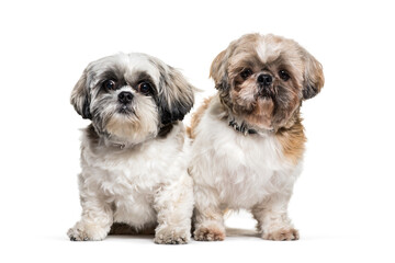two Standing Shih-tzu dogs, isolated on white