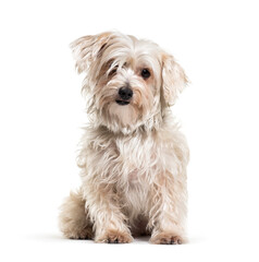 Shaggy sitting Mixed-breed dog, isolated on white