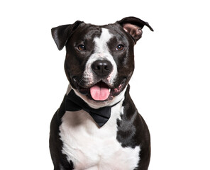 Close-up of a panting American Staffordshire Terrier dog, isolated on white