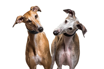 Close-up of two Spanish greyhound dogs, isolated on white