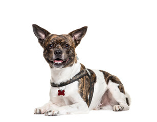 Sitting and panting Mixed-breed dog, isolated on white