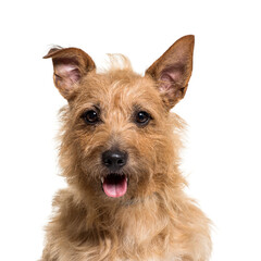 Close-up of a panting Mixed-breed dog, isolated on white