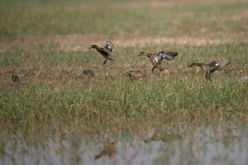 Flock of Ducks Flying over Wetland 