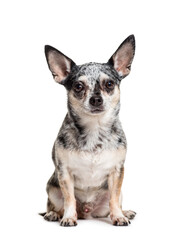 Sitting Chihuahua dog, isolated on white