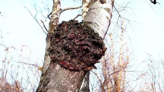 Chaga mushroom or Inonotus obliquus. Birch canker polypore. Charcoal-like mass on trunk of birch tree. Organic pathogen. Chaga mushroom used in alternative medicine.
