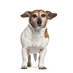 Old Standing Jack Russel dog, isolated on white