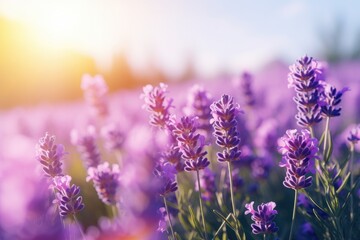 Obraz premium Close-up view of purple lavender in field in Spring. Spring seasonal concept.