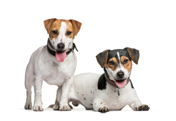 Two Jack Russell Terrier dogs, together,  isolated on white