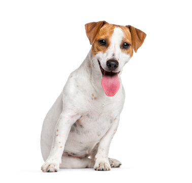 Sitting Jack Russell Terrier dog panting, isolated on white