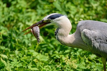 Close up photo of a heron that caught a fish in its beak on green background.