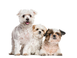 Group of dogs Shih-tzu and Maltese together, isolated on white