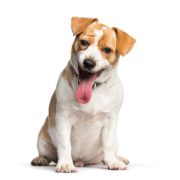 Mixed-breed dog sitting against white background