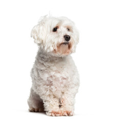 Maltese sitting against white background