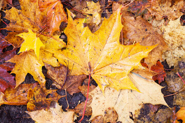 Vibrant color autumn background. Fall season texture. Yellow leaves background. Golden leaf on...