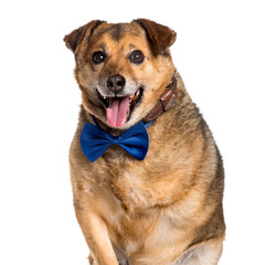 Mixed-breed dog with missing leg looking at camera against white