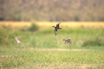 Common winged teal ducks flying
