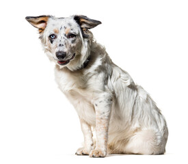 Mixed-breed dog , 7 months old, sitting against white background
