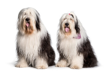 Bobtail dogs sitting against white background