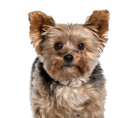 Young Yorkshire Terrier looking at camera against white backgrou