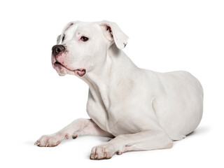 Dogo Argentino looking at camera against white background