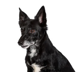 Mixed-breed, against white background