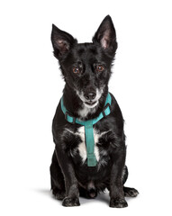 Mixed-breed dog sitting against white background