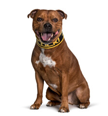 Obraz premium Staffordshire Bull Terrier sitting against white background