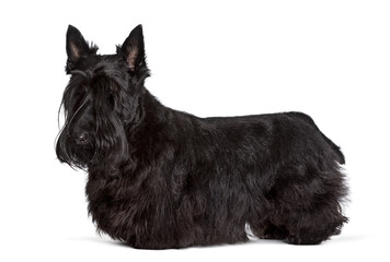 Scottish Terrier standing against white background