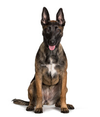 Malinois sitting against white background