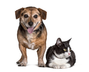 Mixed breed dog and cat standing against white background