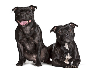 Staffordshire Bull Terriers sitting against white background