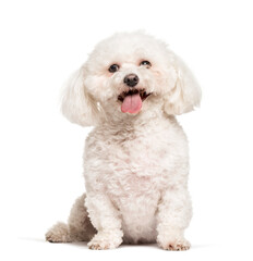 Bichon frise sitting against white background