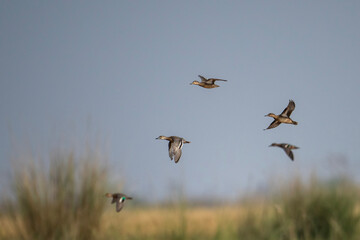 Flock of Ducks flying over  wetland