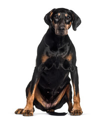 Obraz premium Doberman sitting against white background