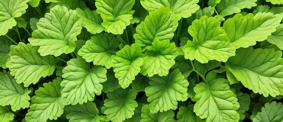 Bunch of mustard green leaves detailed texture background from Generative AI