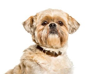 Shih Tzu looking at camera against white background