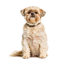 Shih Tzu sitting against white background