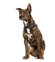 Crossbreed dog sitting against white background