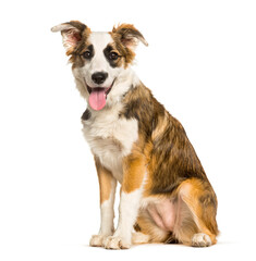 Cross-breed dog sitting against white background