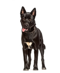 Obraz premium Karelian Bear Dog standing against white background