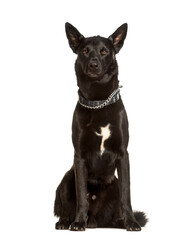 Malinois sitting against white background