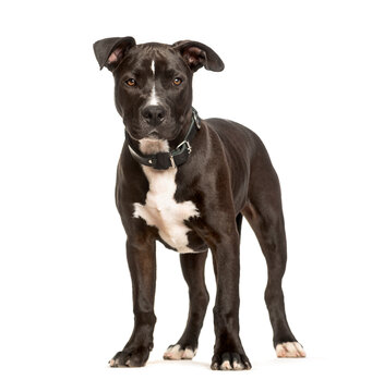 American Staffordshire Terrier standing against white background