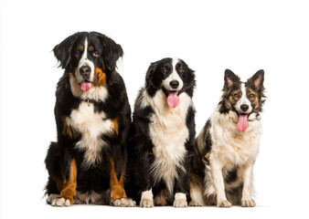 Bernese mountain dog, Border Collie and Mixed-breed dog sitting
