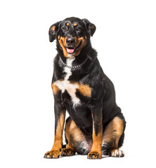 mixed-breed dog sitting in front of a white background