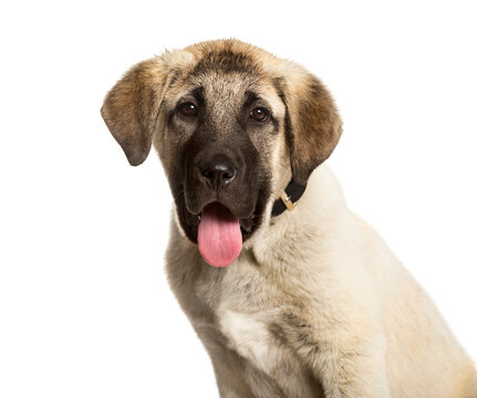 3 months old puppy Anatolian Shepherd dog looking at camera agai
