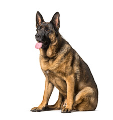 German shepherd sitting and panting on white