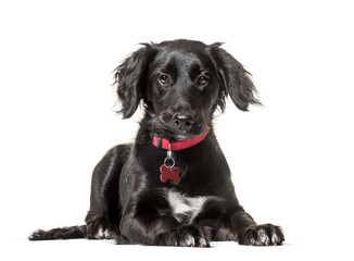 Mixed-breed dog looking at camera against white background