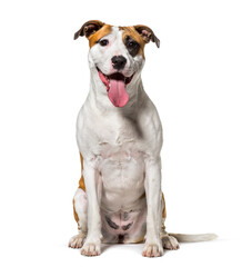 mixed-breed dog sitting in front of a white background - obrazy, fototapety, plakaty