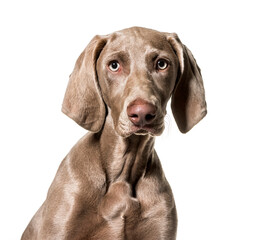 Weimaraner dog looking at camera against white background
