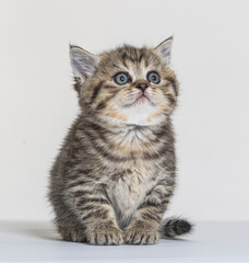 british longhair kitten on a white paper background